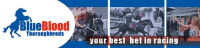 BlueBlood Thoroughbreds