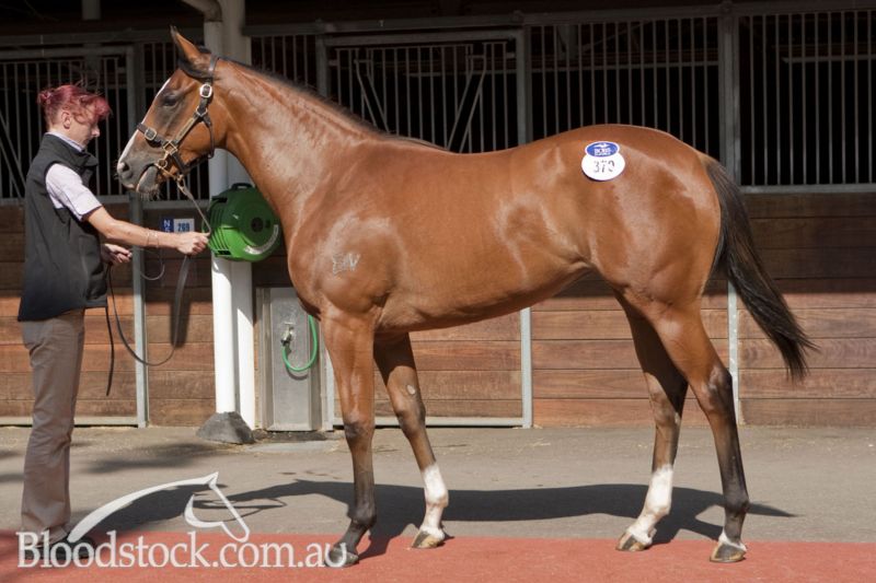 High Chaparral Filly